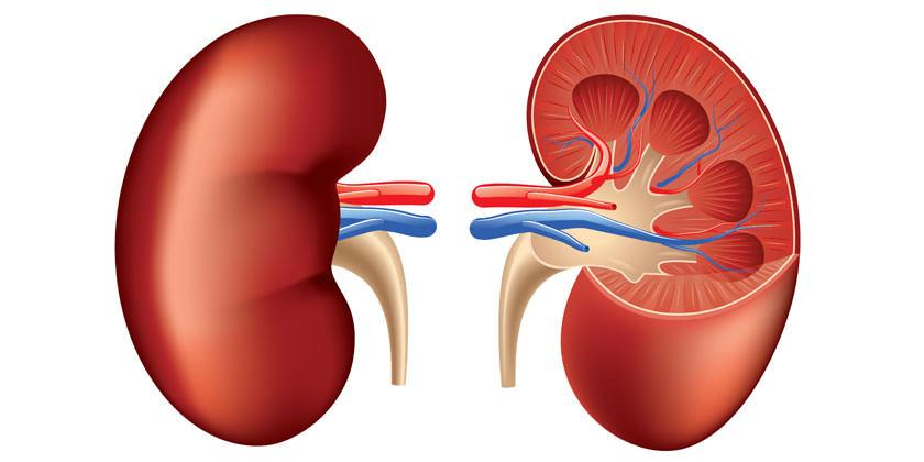 fisiologia renal