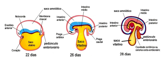 4ª à 8ª Semana Do Desenvolvimento Embrionário | Mind Map