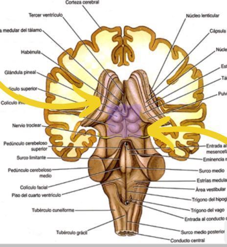 actividad neurofisio | Flashcards