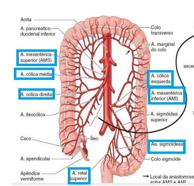 ANATOMIA TGI INFERIOR | Mind Map