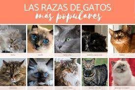 GATOS | Mind Map