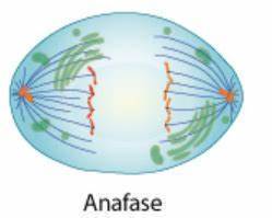 FASES DE LA MITOSIS | Mind Map