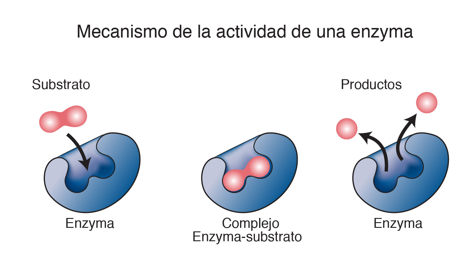 Acción Enzimática En Los Procesos Metabólicos Slide Set 3342