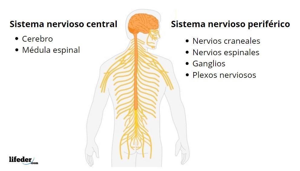 diagrama del sistema nervioso periférico