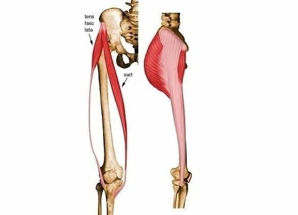 Músculos de cadera | Flashcards