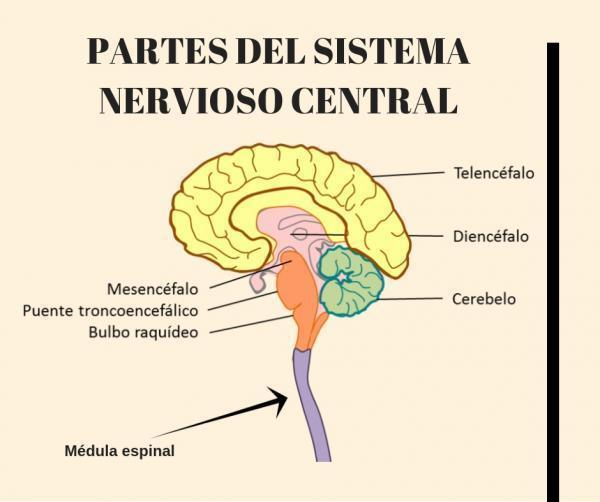 Relación Del Sistema Nervioso Y Reproductivo Mind Map 1304