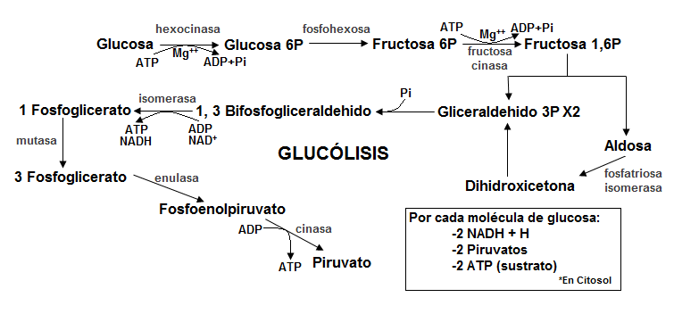 Bioenergética celular | Mind Map