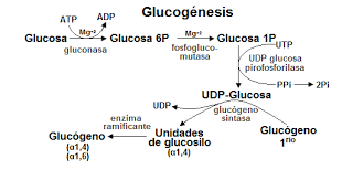 Bioenergética celular | Mind Map