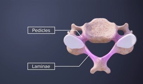 Osteología y miología del cuello | Flowchart