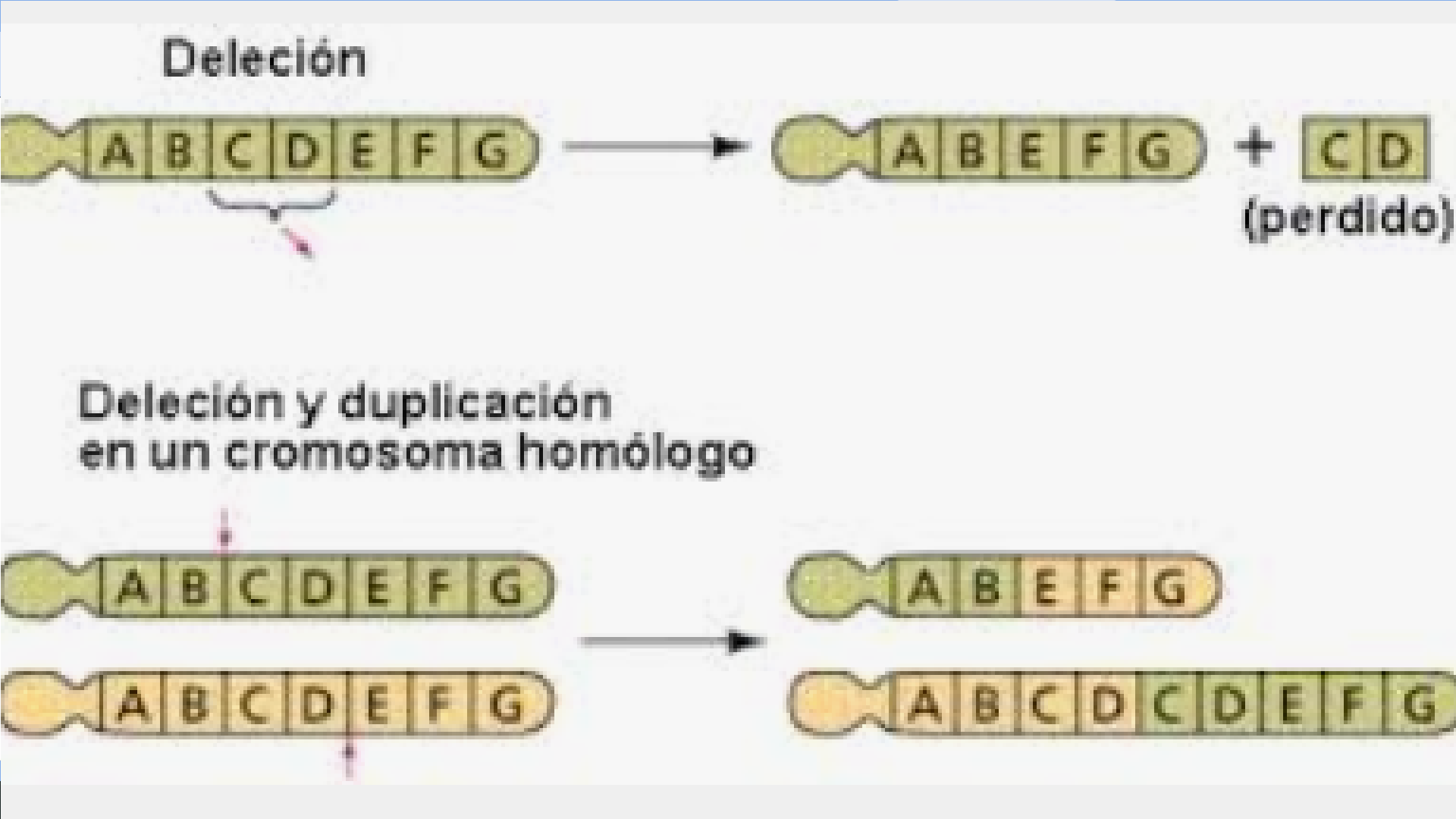 BASES GENÉTICAS DE LA EVOLUCIÓN | Mind Map