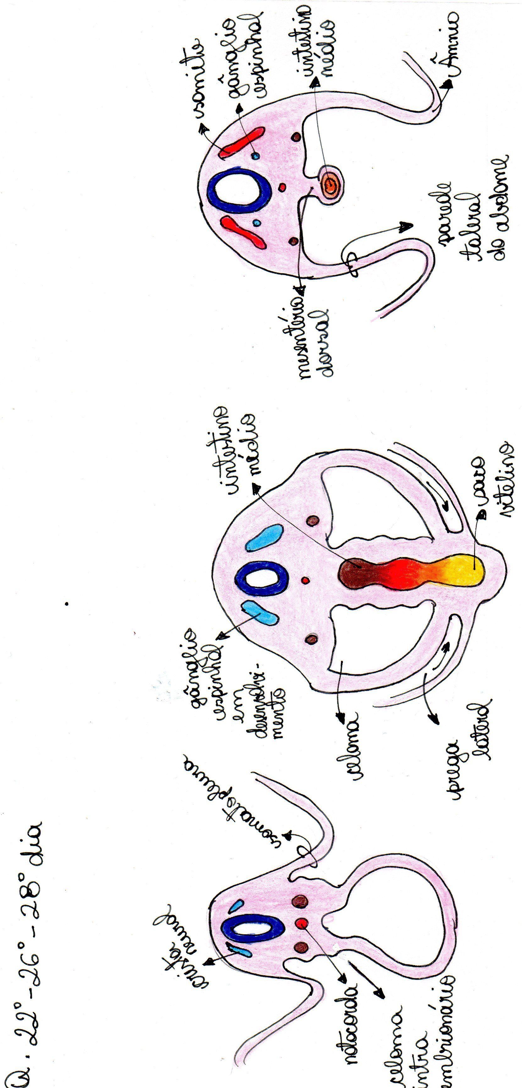 Desenvolvimento Embrionário | Mind Map