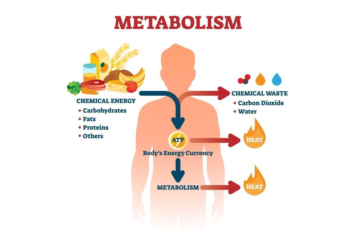 Metabolismo Mind Map 5596