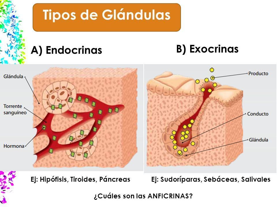 Glandula exocrina y endocrina