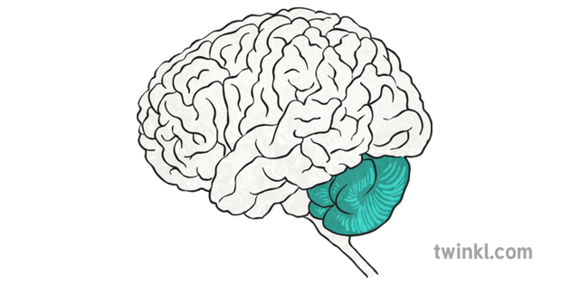 Sistema Nervioso Central Mind Map