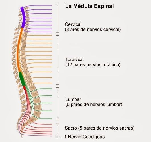 SISTEMA NERVIOS CENTRAL | Mind Map