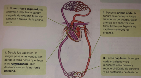 LOS APARATOS CIRCULATORIO Y EXCRETOR | Mind Map