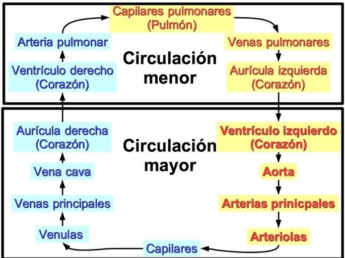 Circulación Pulmonar | Mind Map