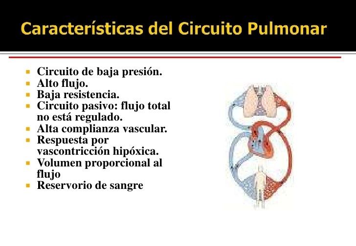 Circulación Pulmonar Mind Map 3177