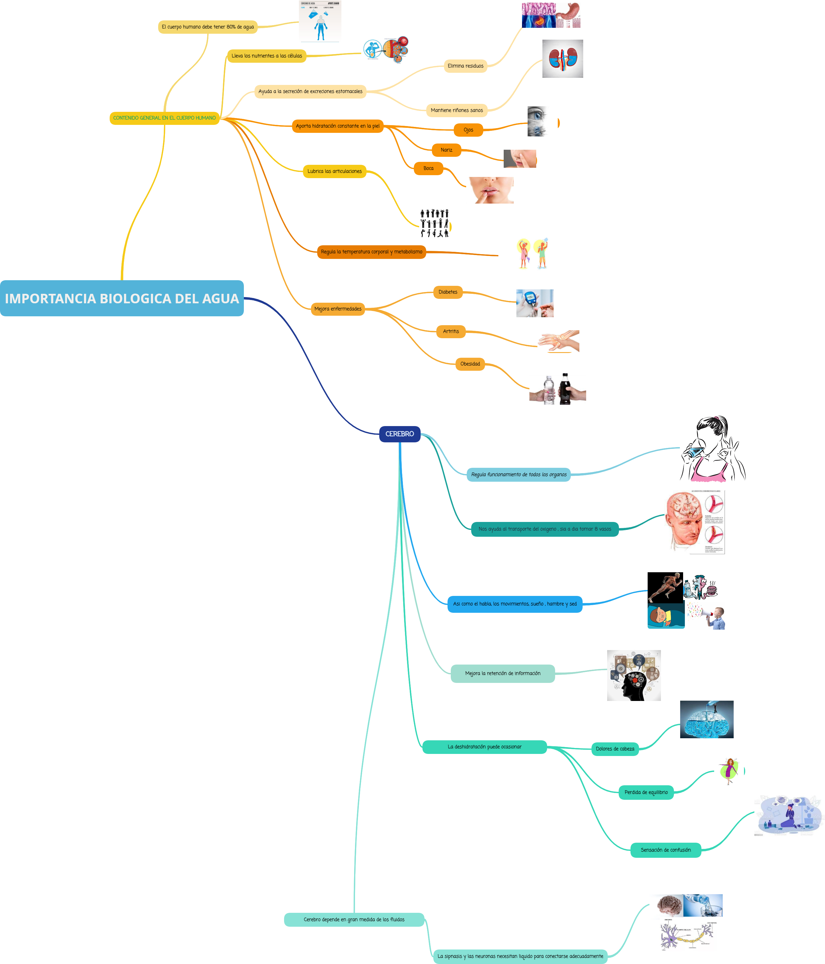 Importancia BiolÓgica Del Agua Mind Map 3269