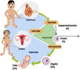 FUNCIONES VITALES DE LOS SISTEMAS VIVIENTES | Mind Map