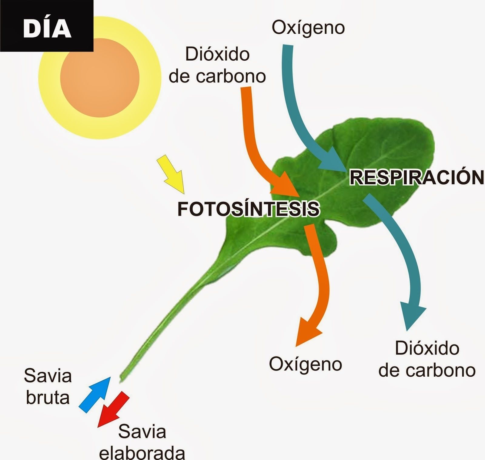 Funciones De La Atmósfera Mind Map