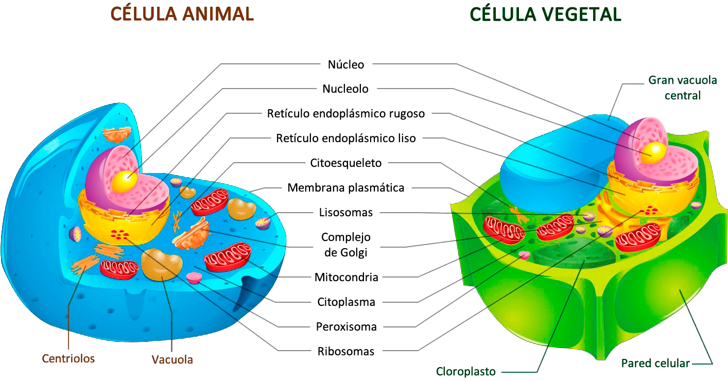 Biomoléculas, Bioelementos y Estructura Celular | Flowchart