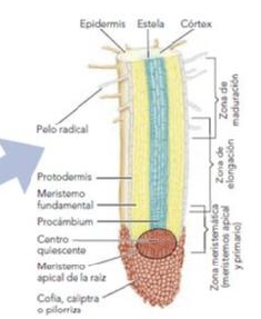 meristemo primario