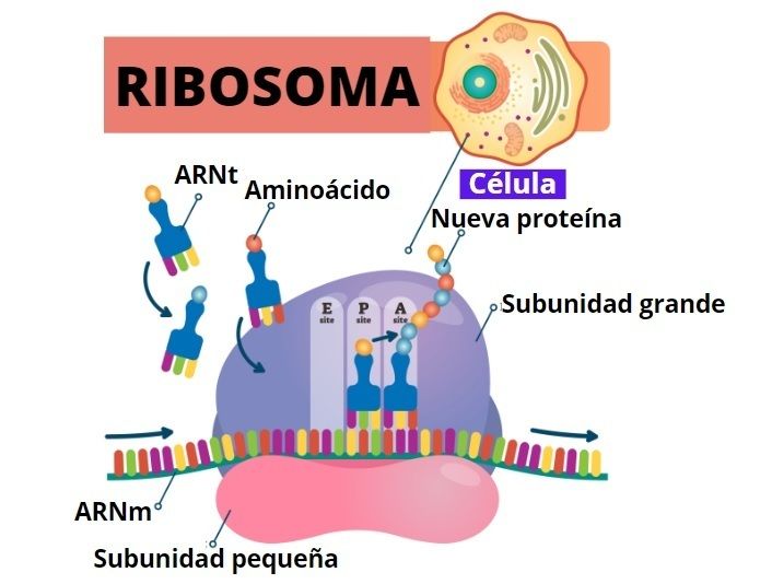 Tipos de Célula | Mind Map