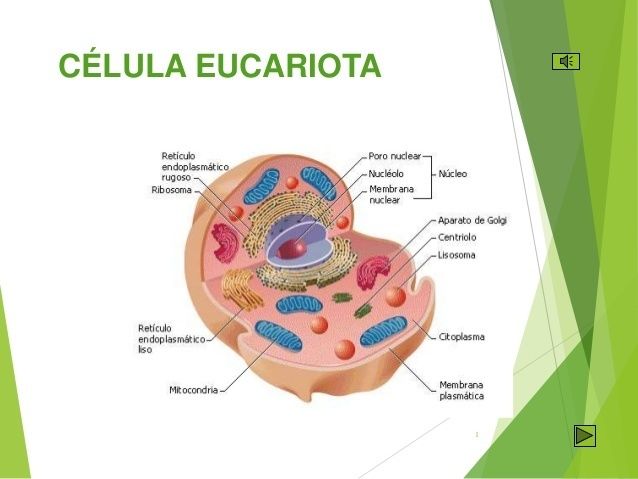 Tipos de Célula | Mind Map