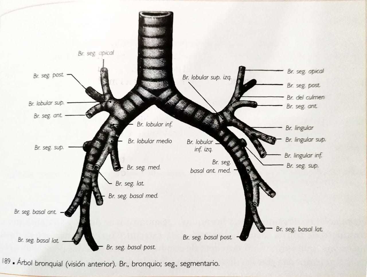 segmentos broncopulmonares