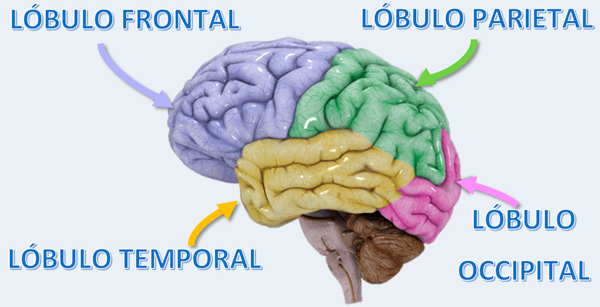 Sistema Nervioso Central | Mind Map