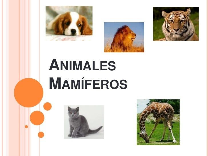 ANIMALES MAMÍMIFEROS | Mind Map