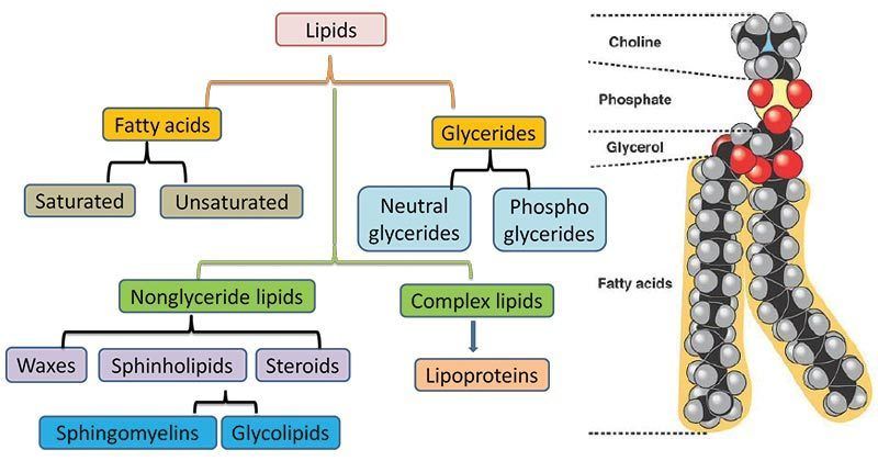 Lipids  Mind Map