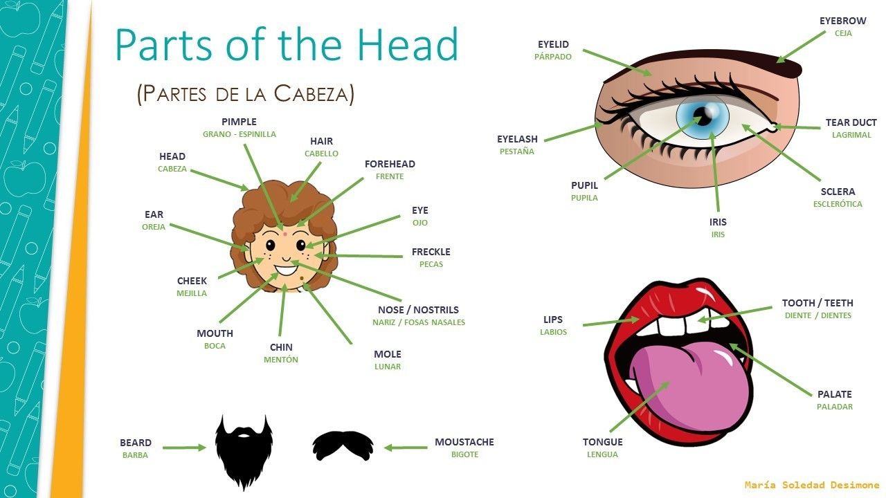 Partes del cuerpo/Parts of the body | Mind Map