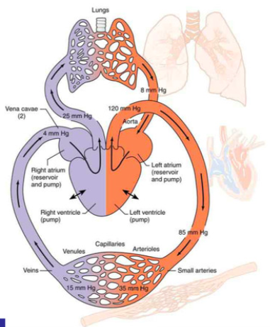 Science Circulatory System Set 