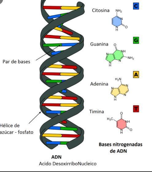 ADN | Mind Map