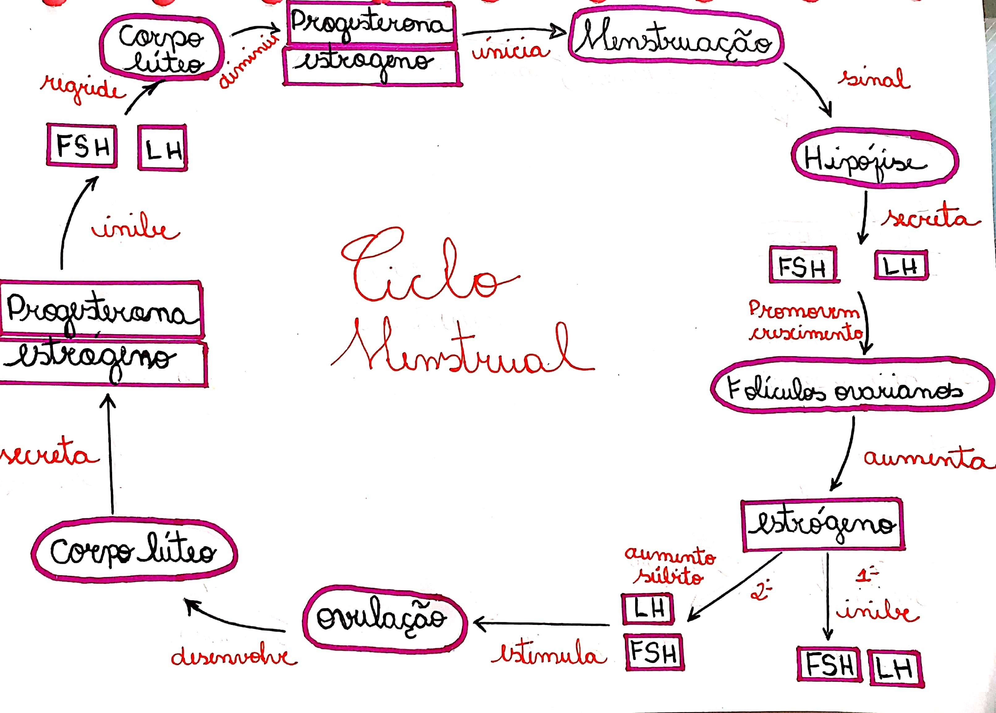 FISIOLOGIA DOS SISTEMAS REPRODUTORES (MASCULINO E FEMININO) | Mind Map