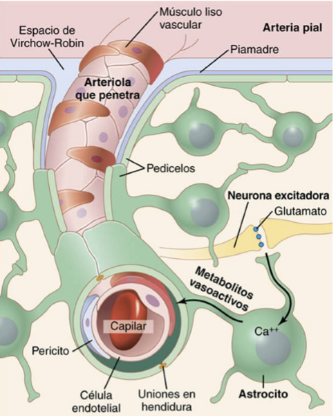 Flujo Sanguíneo Cerebral Líquido Cefalorraquídeo Y Metabolismo Cerebral Mind Map 7575