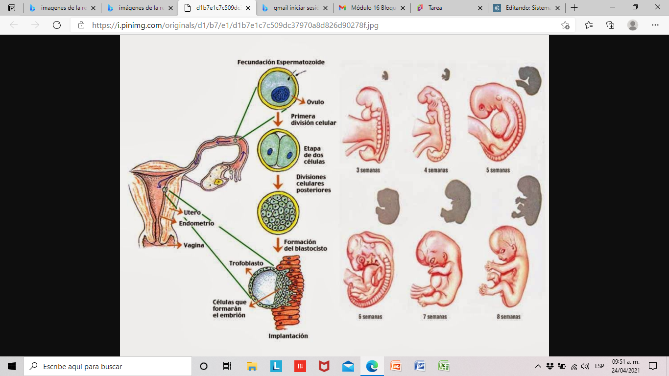 Sistema Endocrino | Mind Map