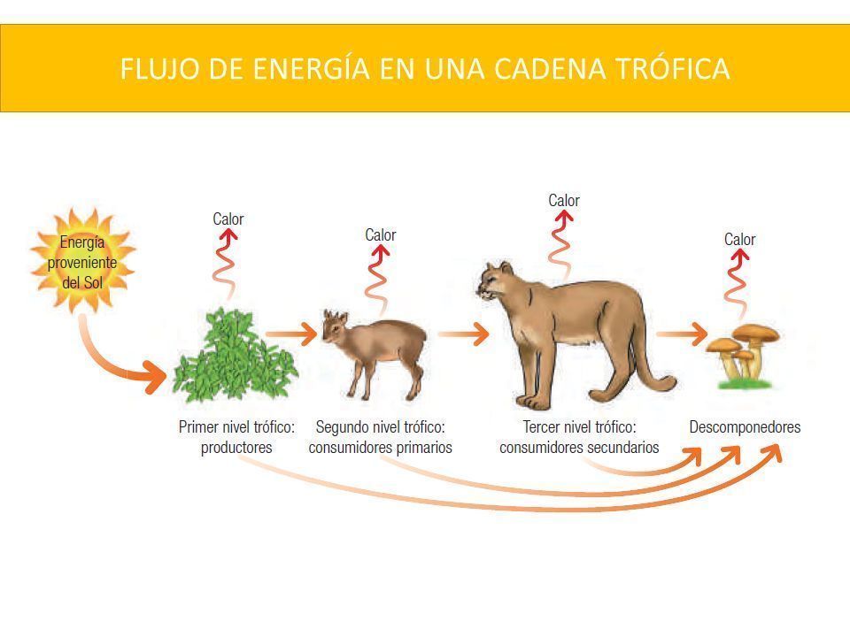 Flujo De Materia Y Energía En Los Ecosistemas Mind Map 