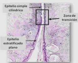 histología del endocérvix