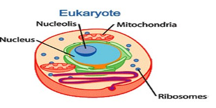 Cell Structure and Function Keyterms | Flashcards