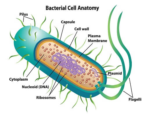 Cell Structure and Functions | Mind Map