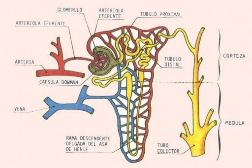 diagrama de glomérulo y nefrona