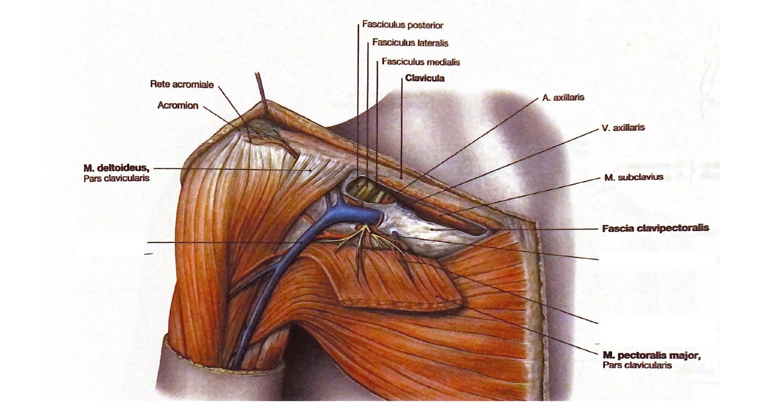 Meme anatomisi ve fossa axillaris | Quiz