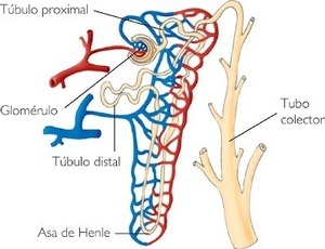 diagrama de glomérulo y nefrona