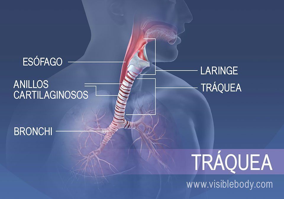 Sistema Respiratorio Mapa Mental