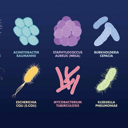 Características estructurales y funcionales de las Bacterias, Hongos y  Virus. | Mind Map