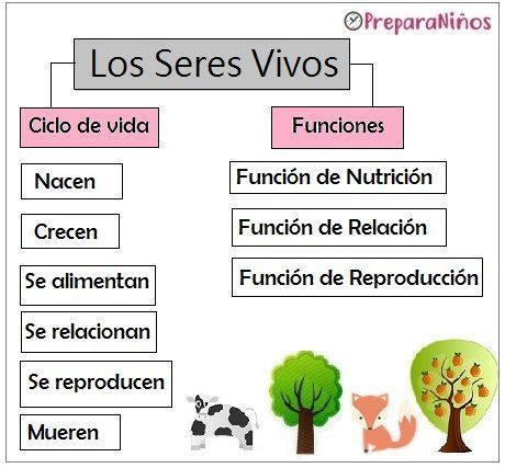 Características de los seres vivos | Mind Map