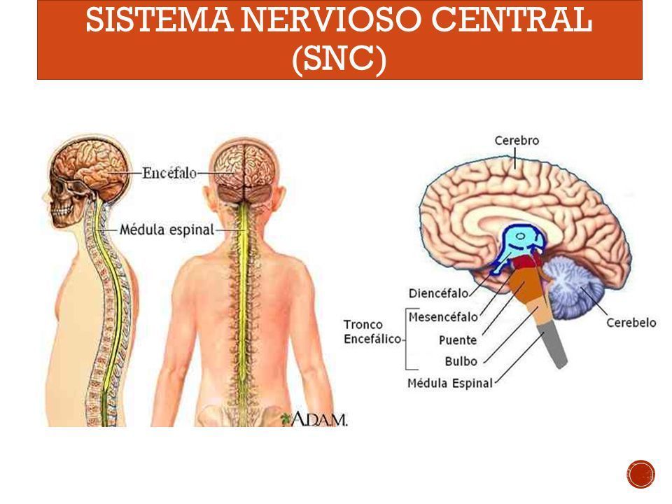 Sistema Nervioso Y Reproductivo 6084